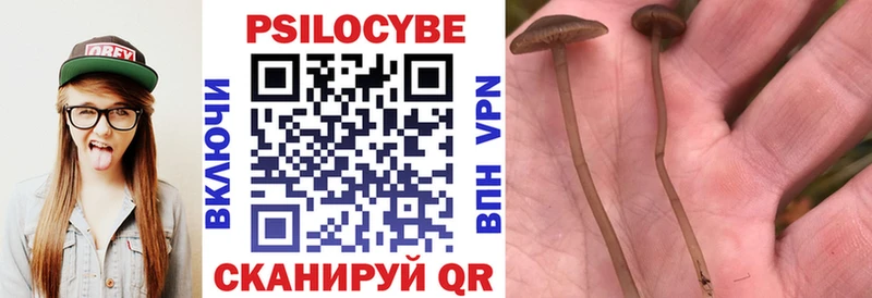 Галлюциногенные грибы Psilocybine cubensis  Бирюч 